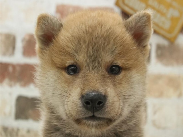 鳥取県の豆柴 (ペッツワンFC鳥取店/2024年6月14日生まれ/男の子/赤)の子犬